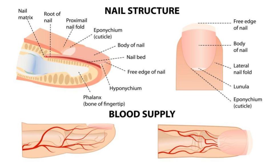 The structure of a fingernail and its growth
